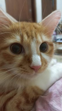 Parlak paltolu, neşeli kişilikli, güneşli bir yerde uzanan Endonezyalı bir evcil kedi. Evcil hayvan fotoğrafçılığı için mükemmel. Evdeki kedi arkadaşlarının cazibesini ve güzelliğini sergiliyor..