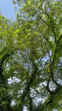 Sessiz ormanı dolduran yumuşak orman kuşları, huzurlu ve doğal bir atmosfer yaratıyor. Yumuşak cıvıltılar uzun ağaçların arasında yankılanır, hışırdayan yapraklarla harmanlanır ve dinginliği yatıştırır..