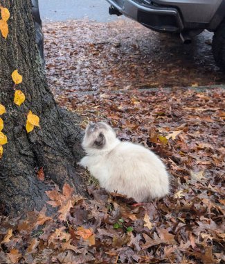 Çekici ve tombul kedi, tüylü kürklü ve tuhaf bir ifadeyle açık havada şakacı bir şekilde geziniyor. Enerji ve neşe dolu, neşeli anları izlemekten hoşlanan kedi severler için mükemmel.!