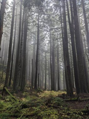 Her iki tarafında uzun yeşil ağaçlarla kaplı gölgeli bir yol. Yoğun yapraklı dalları doğal bir tepe örtüsü oluşturuyor. Serin, sakin ve huzur verici bir atmosfer yaratıyor.