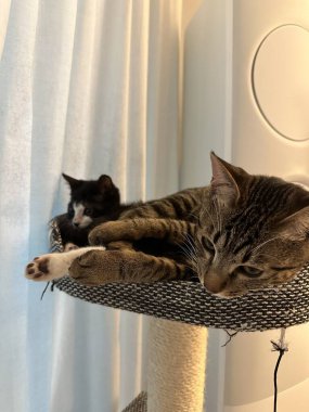 Yumuşak, tüylü, parlak ve meraklı gözlü sevimli bir kedi. Zarafet ve saflığın sembolü, evcil hayvan severler ve kedi meraklıları için mükemmel. Oyuncu, nazik ve karşı konulmaz derecede sevimli.!