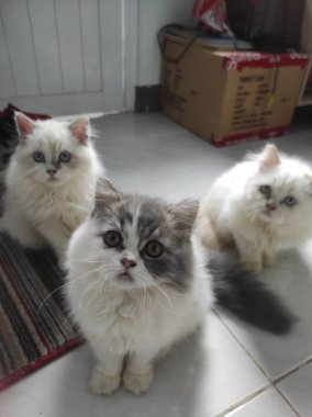 Yumuşak, tüylü, parlak ve meraklı gözlü sevimli bir kedi. Zarafet ve saflığın sembolü, evcil hayvan severler ve kedi meraklıları için mükemmel. Oyuncu, nazik ve karşı konulmaz derecede sevimli.!