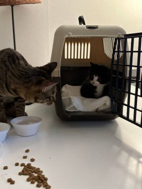 Yumuşak, tüylü, parlak ve meraklı gözlü sevimli bir kedi. Zarafet ve saflığın sembolü, evcil hayvan severler ve kedi meraklıları için mükemmel. Oyuncu, nazik ve karşı konulmaz derecede sevimli.!