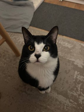 Yumuşak, tüylü, parlak ve meraklı gözlü sevimli bir kedi. Zarafet ve saflığın sembolü, evcil hayvan severler ve kedi meraklıları için mükemmel. Oyuncu, nazik ve karşı konulmaz derecede sevimli.!