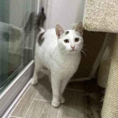 Yumuşak, tüylü, parlak ve meraklı gözlü sevimli bir kedi. Zarafet ve saflığın sembolü, evcil hayvan severler ve kedi meraklıları için mükemmel. Oyuncu, nazik ve karşı konulmaz derecede sevimli.!