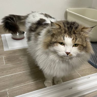 Yumuşak, tüylü, parlak ve meraklı gözlü sevimli bir kedi. Zarafet ve saflığın sembolü, evcil hayvan severler ve kedi meraklıları için mükemmel. Oyuncu, nazik ve karşı konulmaz derecede sevimli.!