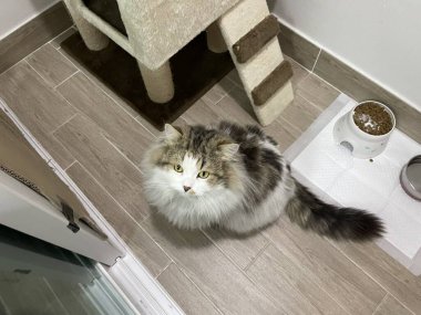 Yumuşak, tüylü, parlak ve meraklı gözlü sevimli bir kedi. Zarafet ve saflığın sembolü, evcil hayvan severler ve kedi meraklıları için mükemmel. Oyuncu, nazik ve karşı konulmaz derecede sevimli.!