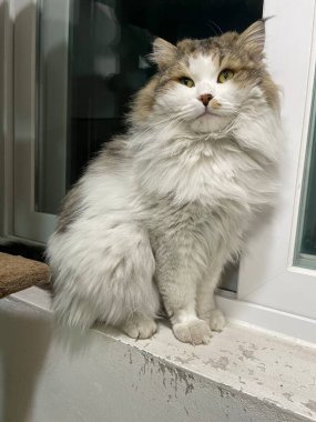 Yumuşak, tüylü, parlak ve meraklı gözlü sevimli bir kedi. Zarafet ve saflığın sembolü, evcil hayvan severler ve kedi meraklıları için mükemmel. Oyuncu, nazik ve karşı konulmaz derecede sevimli.!