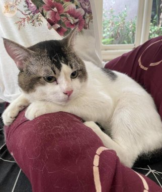 Yumuşak, tüylü, parlak ve meraklı gözlü sevimli bir kedi. Zarafet ve saflığın sembolü, evcil hayvan severler ve kedi meraklıları için mükemmel. Oyuncu, nazik ve karşı konulmaz derecede sevimli.!