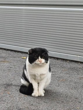 Çekici ve tombul kedi, tüylü kürklü ve tuhaf bir ifadeyle açık havada şakacı bir şekilde geziniyor. Enerji ve neşe dolu, neşeli anları izlemekten hoşlanan kedi severler için mükemmel.!