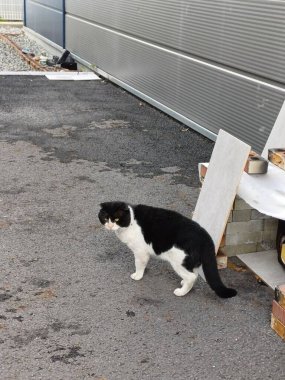 Çekici ve tombul kedi, tüylü kürklü ve tuhaf bir ifadeyle açık havada şakacı bir şekilde geziniyor. Enerji ve neşe dolu, neşeli anları izlemekten hoşlanan kedi severler için mükemmel.!