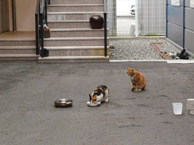 Çekici ve tombul kedi, tüylü kürklü ve tuhaf bir ifadeyle açık havada şakacı bir şekilde geziniyor. Enerji ve neşe dolu, neşeli anları izlemekten hoşlanan kedi severler için mükemmel.!