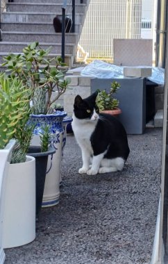 Çekici ve tombul kedi, tüylü kürklü ve tuhaf bir ifadeyle açık havada şakacı bir şekilde geziniyor. Enerji ve neşe dolu, neşeli anları izlemekten hoşlanan kedi severler için mükemmel.!