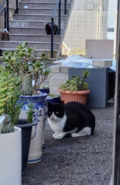 Çekici ve tombul kedi, tüylü kürklü ve tuhaf bir ifadeyle açık havada şakacı bir şekilde geziniyor. Enerji ve neşe dolu, neşeli anları izlemekten hoşlanan kedi severler için mükemmel.!