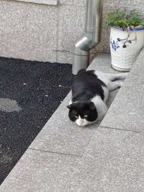 Çekici ve tombul kedi, tüylü kürklü ve tuhaf bir ifadeyle açık havada şakacı bir şekilde geziniyor. Enerji ve neşe dolu, neşeli anları izlemekten hoşlanan kedi severler için mükemmel.!