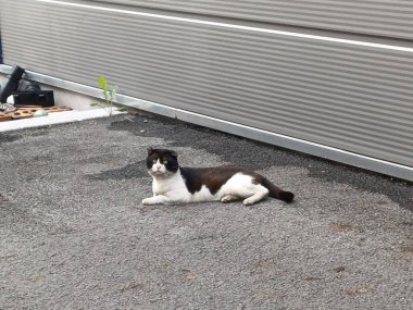 Çekici ve tombul kedi, tüylü kürklü ve tuhaf bir ifadeyle açık havada şakacı bir şekilde geziniyor. Enerji ve neşe dolu, neşeli anları izlemekten hoşlanan kedi severler için mükemmel.!