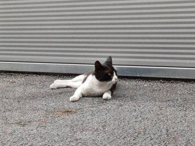 Çekici ve tombul kedi, tüylü kürklü ve tuhaf bir ifadeyle açık havada şakacı bir şekilde geziniyor. Enerji ve neşe dolu, neşeli anları izlemekten hoşlanan kedi severler için mükemmel.!