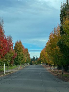 Altın sonbahar yaprakları, ağaçları kırmızı, turuncu ve sarı renkli canlı renklerle kaplıyor. Kıtır hava ve yumuşak güneş ışığı mevsimlerin sıcaklığını ve rahat cazibesini vurgular..