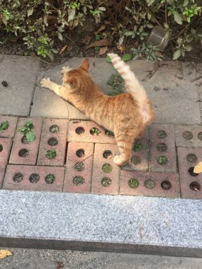 Çekici ve tombul kedi, tüylü kürklü ve tuhaf bir ifadeyle açık havada şakacı bir şekilde geziniyor. Enerji ve neşe dolu, neşeli anları izlemekten hoşlanan kedi severler için mükemmel.!