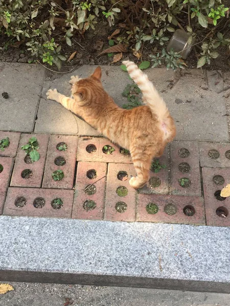 Çekici ve tombul kedi, tüylü kürklü ve tuhaf bir ifadeyle açık havada şakacı bir şekilde geziniyor. Enerji ve neşe dolu, neşeli anları izlemekten hoşlanan kedi severler için mükemmel.!