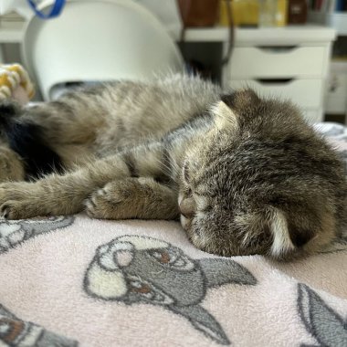 Parlak paltolu, neşeli kişilikli, güneşli bir yerde uzanan Endonezyalı bir evcil kedi. Evcil hayvan fotoğrafçılığı için mükemmel. Evdeki kedi arkadaşlarının cazibesini ve güzelliğini sergiliyor..