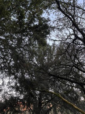 İnce dallarda bol bol açan narin pembe ve beyaz kiraz çiçekleri. Baharın, güzelliğin ve yenilenmenin sembolü Yumuşak mavi gökyüzü arka planına karşı.