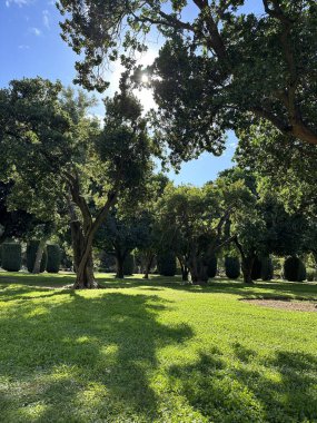 Geniş bir açık park, yemyeşil çimenler ve yapraklı ağaçlar, oturmak ve dinlenmek için mükemmel bir zemin sunuyor. Sakin, ferahlatıcı, havadar, doğal ve davetkar bir yer..