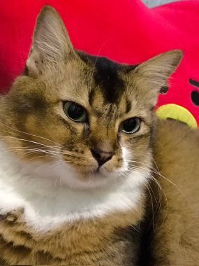 Yumuşak, tüylü, parlak ve meraklı gözlü sevimli bir kedi. Zarafet ve saflığın sembolü, evcil hayvan severler ve kedi meraklıları için mükemmel. Oyuncu, nazik ve karşı konulmaz derecede sevimli.!