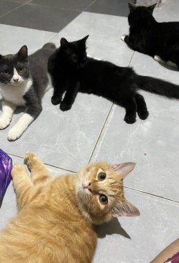 Yumuşak, tüylü, parlak ve meraklı gözlü sevimli bir kedi. Zarafet ve saflığın sembolü, evcil hayvan severler ve kedi meraklıları için mükemmel. Oyuncu, nazik ve karşı konulmaz derecede sevimli.!