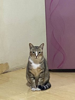 Yumuşak, tüylü, parlak ve meraklı gözlü sevimli bir kedi. Zarafet ve saflığın sembolü, evcil hayvan severler ve kedi meraklıları için mükemmel. Oyuncu, nazik ve karşı konulmaz derecede sevimli.!