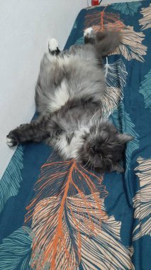 Yumuşak, tüylü, parlak ve meraklı gözlü sevimli bir kedi. Zarafet ve saflığın sembolü, evcil hayvan severler ve kedi meraklıları için mükemmel. Oyuncu, nazik ve karşı konulmaz derecede sevimli.!