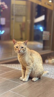 Yumuşak, tüylü, parlak ve meraklı gözlü sevimli bir kedi. Zarafet ve saflığın sembolü, evcil hayvan severler ve kedi meraklıları için mükemmel. Oyuncu, nazik ve karşı konulmaz derecede sevimli.!