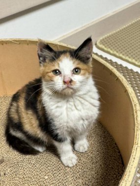 Yumuşak, tüylü, parlak ve meraklı gözlü sevimli bir kedi. Zarafet ve saflığın sembolü, evcil hayvan severler ve kedi meraklıları için mükemmel. Oyuncu, nazik ve karşı konulmaz derecede sevimli.!