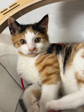 Yumuşak, tüylü, parlak ve meraklı gözlü sevimli bir kedi. Zarafet ve saflığın sembolü, evcil hayvan severler ve kedi meraklıları için mükemmel. Oyuncu, nazik ve karşı konulmaz derecede sevimli.!