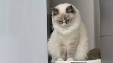 Yumuşak, tüylü, parlak ve meraklı gözlü sevimli bir kedi. Zarafet ve saflığın sembolü, evcil hayvan severler ve kedi meraklıları için mükemmel. Oyuncu, nazik ve karşı konulmaz derecede sevimli.!