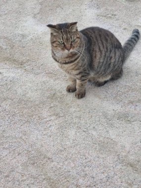 Yumuşak, tüylü, parlak ve meraklı gözlü sevimli bir kedi. Zarafet ve saflığın sembolü, evcil hayvan severler ve kedi meraklıları için mükemmel. Oyuncu, nazik ve karşı konulmaz derecede sevimli.!