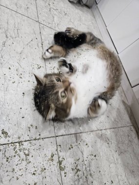 Yumuşak, tüylü, parlak ve meraklı gözlü sevimli bir kedi. Zarafet ve saflığın sembolü, evcil hayvan severler ve kedi meraklıları için mükemmel. Oyuncu, nazik ve karşı konulmaz derecede sevimli.!