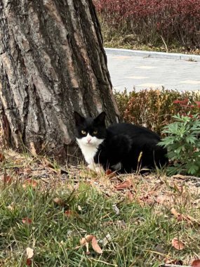 Yumuşak, tüylü, parlak ve meraklı gözlü sevimli bir kedi. Zarafet ve saflığın sembolü, evcil hayvan severler ve kedi meraklıları için mükemmel. Oyuncu, nazik ve karşı konulmaz derecede sevimli.!