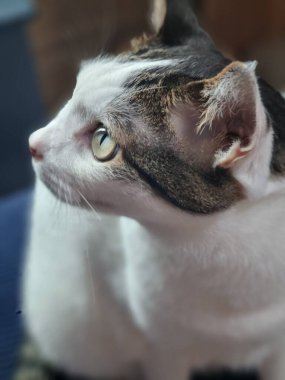 Yumuşak, tüylü, parlak ve meraklı gözlü sevimli bir kedi. Zarafet ve saflığın sembolü, evcil hayvan severler ve kedi meraklıları için mükemmel. Oyuncu, nazik ve karşı konulmaz derecede sevimli.!