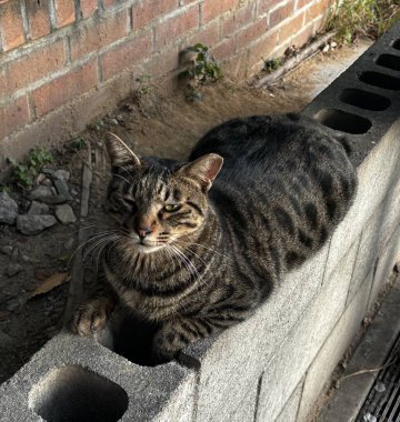 Yumuşak, tüylü, parlak ve meraklı gözlü sevimli bir kedi. Zarafet ve saflığın sembolü, evcil hayvan severler ve kedi meraklıları için mükemmel. Oyuncu, nazik ve karşı konulmaz derecede sevimli.!