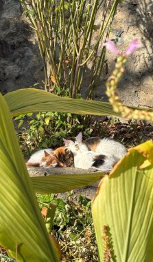 Yumuşak, tüylü, parlak ve meraklı gözlü sevimli bir kedi. Zarafet ve saflığın sembolü, evcil hayvan severler ve kedi meraklıları için mükemmel. Oyuncu, nazik ve karşı konulmaz derecede sevimli.!