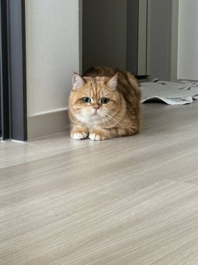 Yumuşak, tüylü, parlak ve meraklı gözlü sevimli bir kedi. Zarafet ve saflığın sembolü, evcil hayvan severler ve kedi meraklıları için mükemmel. Oyuncu, nazik ve karşı konulmaz derecede sevimli.!