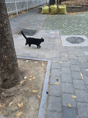 Yumuşak, tüylü, parlak ve meraklı gözlü sevimli bir kedi. Zarafet ve saflığın sembolü, evcil hayvan severler ve kedi meraklıları için mükemmel. Oyuncu, nazik ve karşı konulmaz derecede sevimli.!