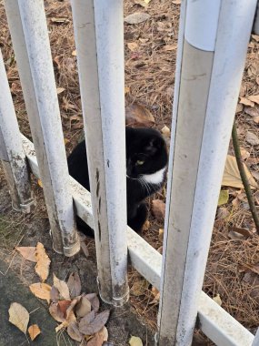Yumuşak, tüylü, parlak ve meraklı gözlü sevimli bir kedi. Zarafet ve saflığın sembolü, evcil hayvan severler ve kedi meraklıları için mükemmel. Oyuncu, nazik ve karşı konulmaz derecede sevimli.!