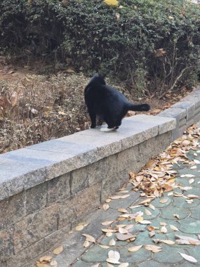Yumuşak, tüylü, parlak ve meraklı gözlü sevimli bir kedi. Zarafet ve saflığın sembolü, evcil hayvan severler ve kedi meraklıları için mükemmel. Oyuncu, nazik ve karşı konulmaz derecede sevimli.!