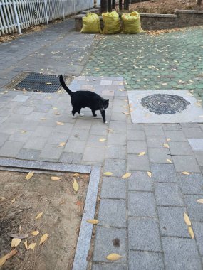 Yumuşak, tüylü, parlak ve meraklı gözlü sevimli bir kedi. Zarafet ve saflığın sembolü, evcil hayvan severler ve kedi meraklıları için mükemmel. Oyuncu, nazik ve karşı konulmaz derecede sevimli.!