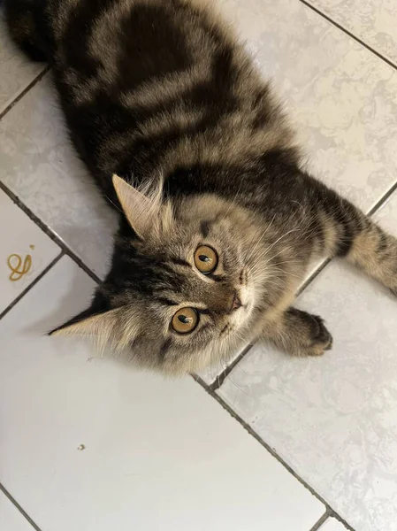 Yumuşak, tüylü, parlak ve meraklı gözlü sevimli bir kedi. Zarafet ve saflığın sembolü, evcil hayvan severler ve kedi meraklıları için mükemmel. Oyuncu, nazik ve karşı konulmaz derecede sevimli.!