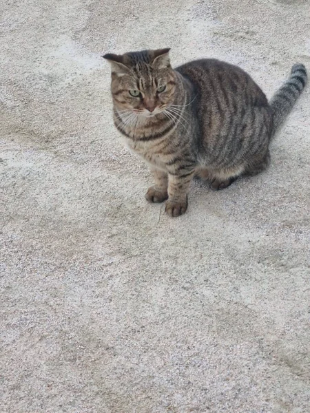 Yumuşak, tüylü, parlak ve meraklı gözlü sevimli bir kedi. Zarafet ve saflığın sembolü, evcil hayvan severler ve kedi meraklıları için mükemmel. Oyuncu, nazik ve karşı konulmaz derecede sevimli.!
