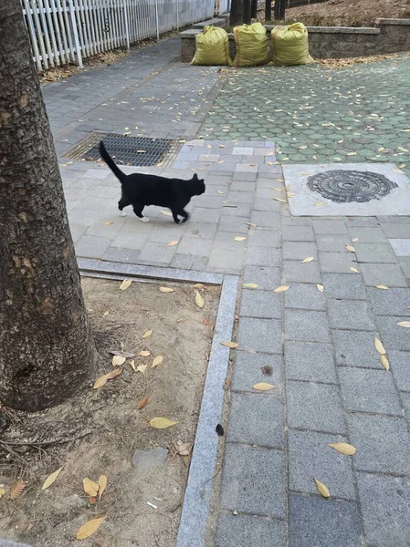 Yumuşak, tüylü, parlak ve meraklı gözlü sevimli bir kedi. Zarafet ve saflığın sembolü, evcil hayvan severler ve kedi meraklıları için mükemmel. Oyuncu, nazik ve karşı konulmaz derecede sevimli.!