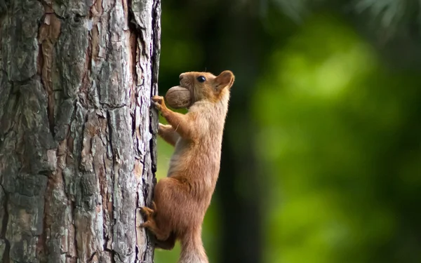 Eichhörnchen mit Walnuss — Stockfoto